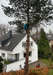 Baumfällung