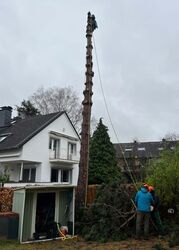 Nach der Entastung